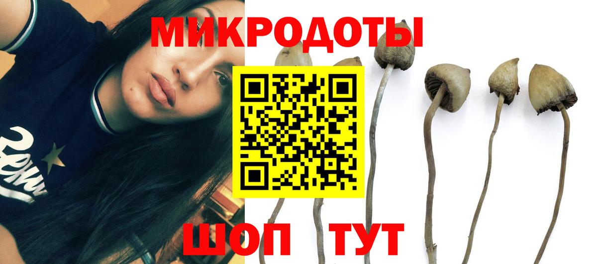 Псилоцибиновые грибы Cubensis Богородск